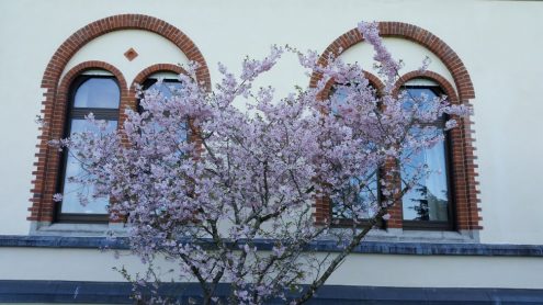 180417998 Kloster Sisen bei Bad Saulgau